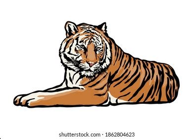 Tiger Lying Down Vector Illustration Hand Stock Vector Royalty Free