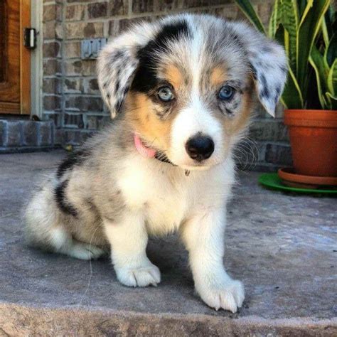 If you're considering adding an australian shepherd to your pack in the los angeles area, take our perfect puppy quiz to make sure aussies are a good fit for your lifestyle. Aussie Corgi Puppies | PETSIDI