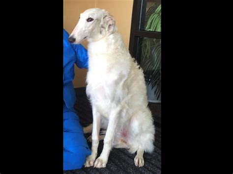 Puppies Available Now Borzoi Russian Wolfhound Howlinwolf Kennel