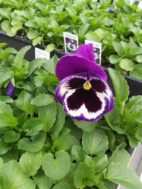 Pansy ‘colossus White Purple Wing Rudolph Galley And Sons Greenhouses