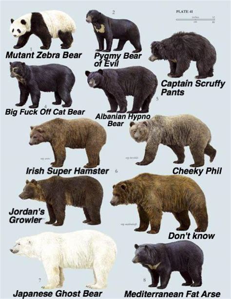 A Guide To Different Species Of Bear The Poke