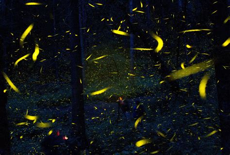 bat signal fireflies glow tells bats they taste awful ap news