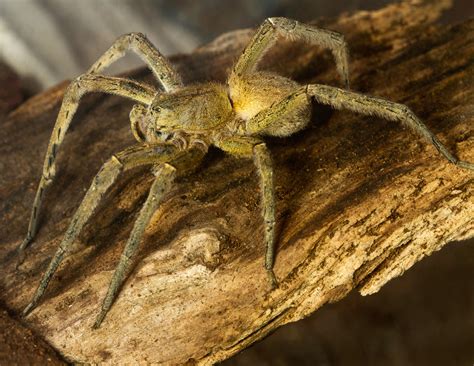**brasillian spider super set ürününün aşırı kullanımı peniste kontrol dışı büyümeye neden olabilir. Brazilian Wandering Spider Viagra — Spider Venom Viagra ...