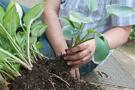 On all orders over £175. A beginner's guide to gardening / RHS Gardening