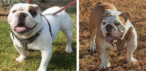 A+ rating with the bbb. English Bulldogs & Puppies for Sale in Oklahoma | S&J English Bulldogs