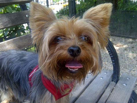 City Dog Pack The Two Cutest Yorkies Youll Ever See