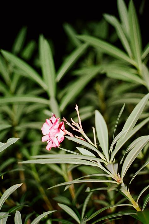 Oleander Plant The Toxic Beauty A Fatally Toxic But Likel Flickr