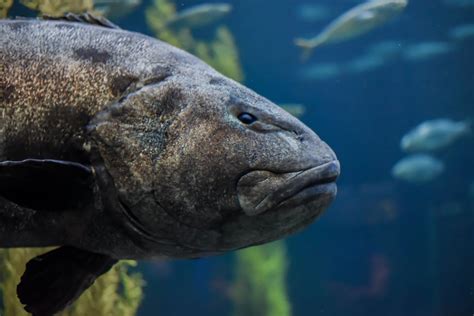 Giant Sea Bass Fact And Information Guide American Oceans