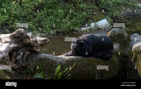 An Adult Formosa Black Bear Lying Down On The Rock In The Forest At A