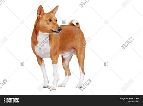 Basenji Dog White Image And Photo Free Trial Bigstock