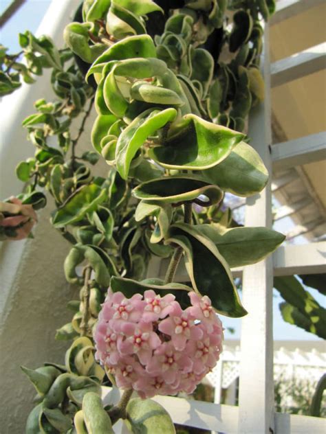 In temperate climates they need to be grown in a warm bright room in the house or heated. Hoya compacta 'Regalis' (Variegated Hindu Rope) | World of ...