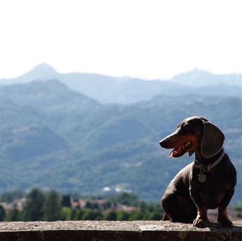 Aint No Mountain High Enough ⛰ Wyattdachshund Dog Dogs Dachshund