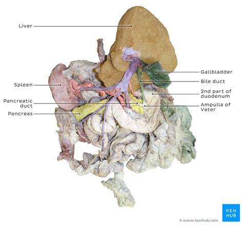 Treatise on essence, spirit, & the five viscera, 3 the five viscera, five changes, & five. Liver: Anatomy, porta hepatis and clinical aspects | Kenhub