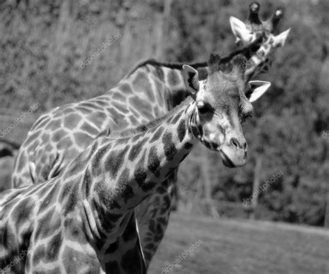 La Jirafa Giraffa Camelopardalis Es Un Mamífero Ungulado De Dedos