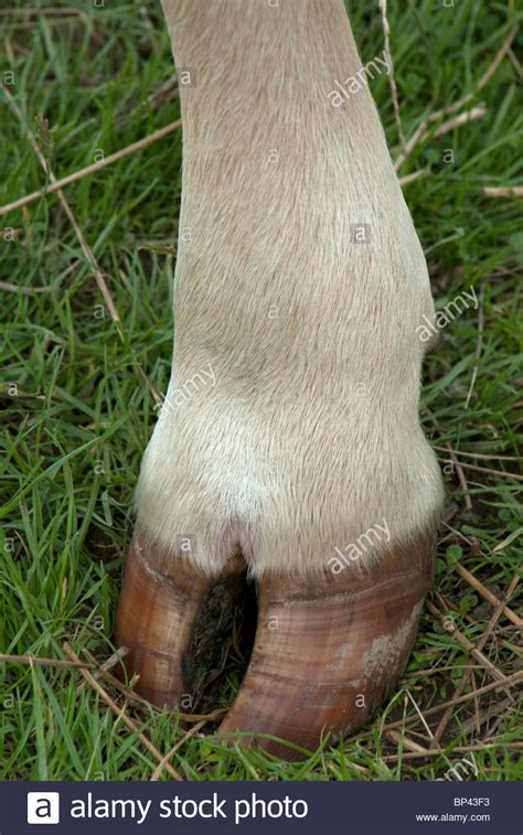 This is found on members of the mammalian order artiodactyla. Messing with a camel. : BetterEveryLoop