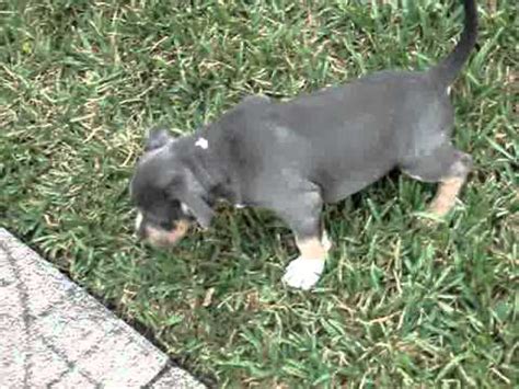 Tri color pitbull american bully puppy. TRI COLOR PITBULL PUPPIES RAZORS EDGE/GOTTILINE NATIONAL ...
