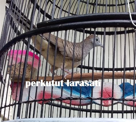 92 Jenis Perkutut Katuranggan, Gambar dan Cirinya - Perkututpedia | Referensi Kung Mania