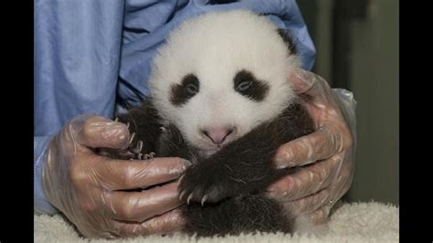Panda Cub Opens Eyes And Ear