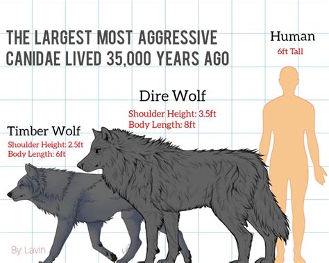 Wolf Vs Human Size Comparison WALLPAPERIN