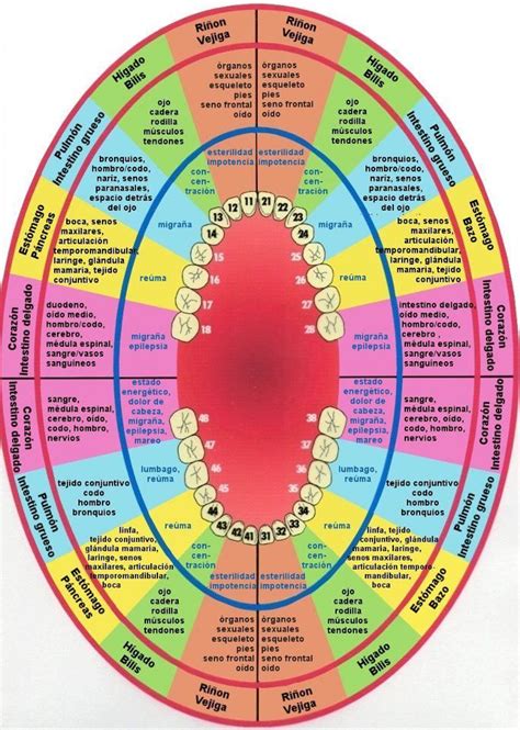 Reflexologia Dos Dentes Holistic Dentistry Tooth Chart Health Heal
