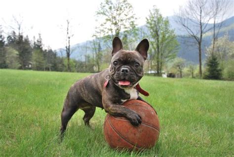 Is a english bulldog a guard dog? Are French Bulldogs Hypoallergenic? | Canna-Pet®