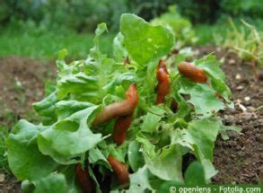 Zwar sind nicht alle schnecken schädlich für ihren garten, dennoch sollten sie den arten nicht erst die möglichkeit geben sich im garten wohlzufühlen. Schnecken im Garten bekämpfen & vorbeugen - biologisch ...