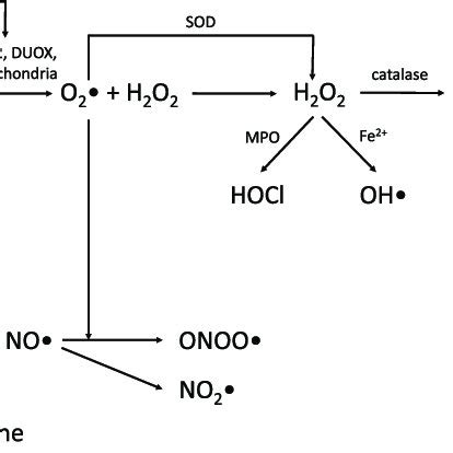 Schematic Representation Of The Formation Of Reactive Oxygen Species