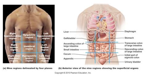 Describe organs found by abdominal quadrant. Anatomy 222 > Fdfdfdf > Flashcards > Language of Anatomy: Abdominopelvic Quadrants/Regions ...