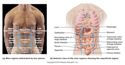 This abdominal pain diagram and chart defines the meaning of stomach pain using quadrants. Language of Anatomy: Abdominopelvic Quadrants/Regions - Anatomy 222 with Fdfdfdf at University ...