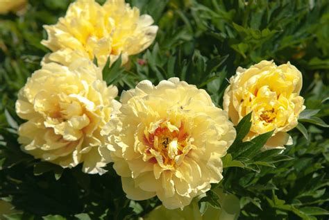 How To Grow And Care For Itoh Peony