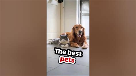 Top 5 Best Pets Veriwise Youtube