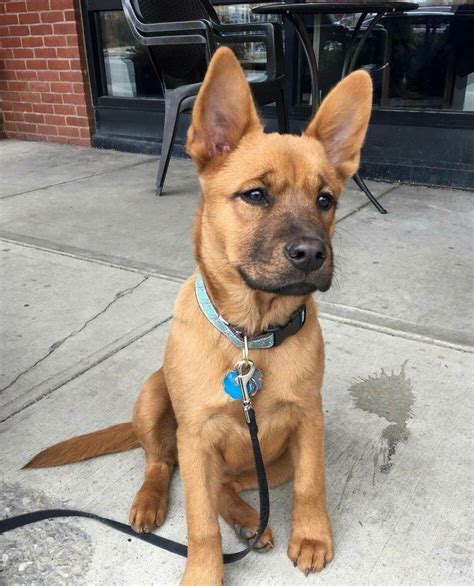 Great danes were known as 'the apollo of dogs' because they were renowned for their strength and stature. 14 Dogs That Look Like Scooby-Doo In Real Life | Page 2 of 3 | PetPress