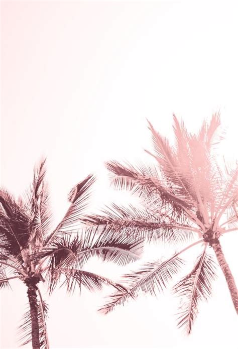 Pink Palm Tree Wallpaper Aesthetic