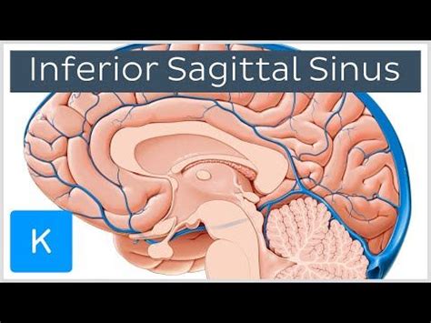 Superior Sagittal Sinus Human Anatomy Kenhub Youtube Sinusitis