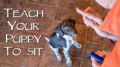 How To Teach Your New Puppy To Sit Youtube