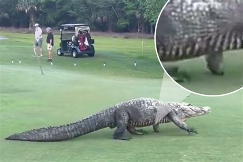 Watch Incredible Moment Giant Three Footed Alligator Strolls Across