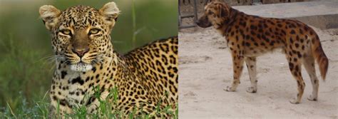 11 Dogs That Look Like Wild Animals Pethelpful