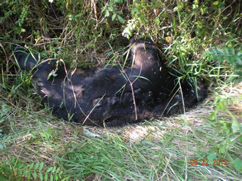 Black Bear Found Dead Alongside Elkton Road Local News