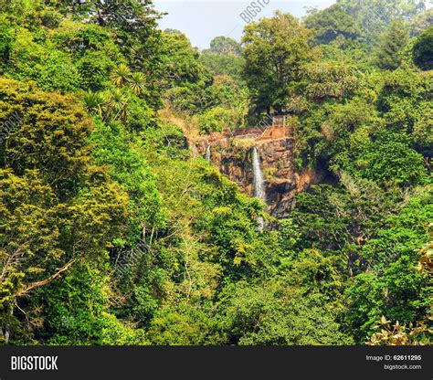 African Rainforest Image And Photo Free Trial Bigstock