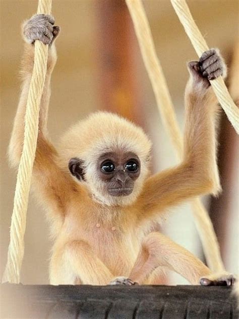 Cute Baby Monkeys List