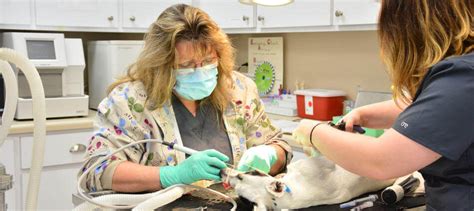 Dental Care For Pets Dog Cat Dental Care Vet Dental