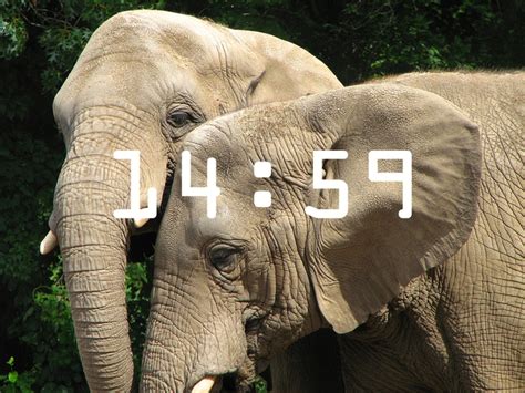 A cada 15 minutos um elefante é morto por caçadores na África ANDA