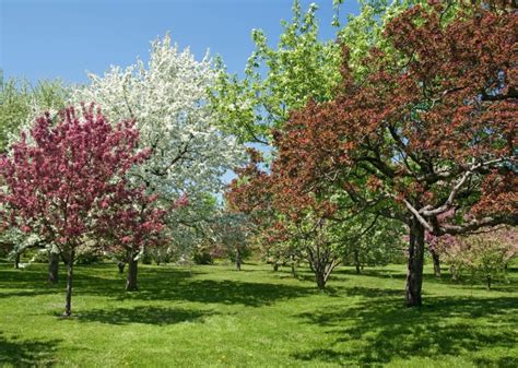 Die auswirkungen des klimawandels setzen bereits jetzt vielen heimischen bäumen zu. Die schönsten Bäume für den eigenen Garten - HeimHelden