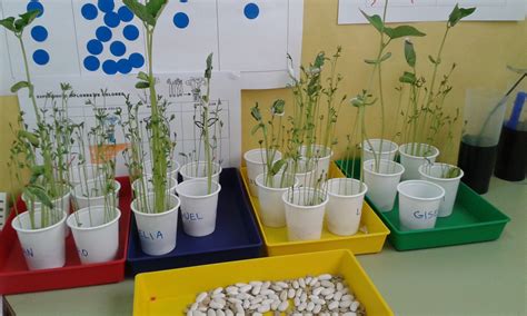 experimento:plantar habichuelas, lentejas...en algodón | Huertos