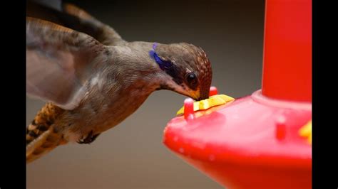 By filling your feeder with this diy delight, you can. How to Make Hummingbird Nectar - YouTube