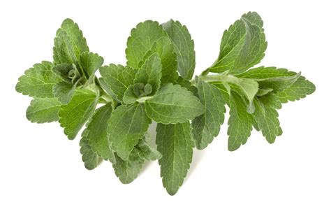 Organic Stevia As A Natural Sweetener Betterfoodsde