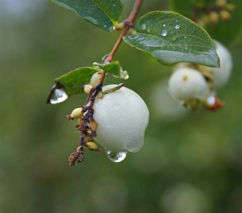 Snøbær I Regn Snowberries In Rain Randi Hausken Flickr