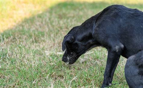 Hge In Dogs Hemorrhagic Gastroenteritis Canine Journal