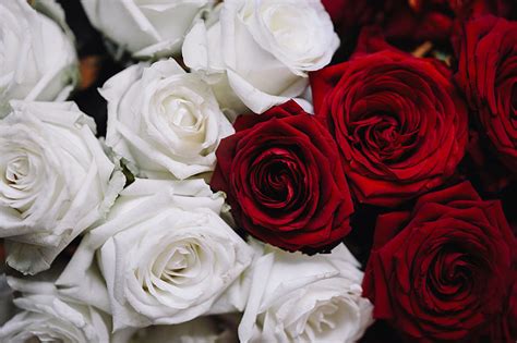 Royalty Free Photo White And Red Roses Bouquet Pickpik