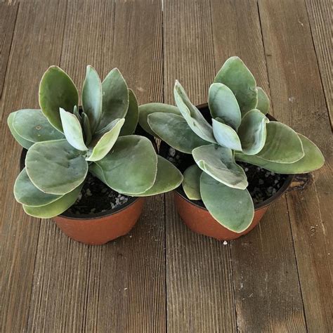 4 Inch Succulents For Sale Online Harddy